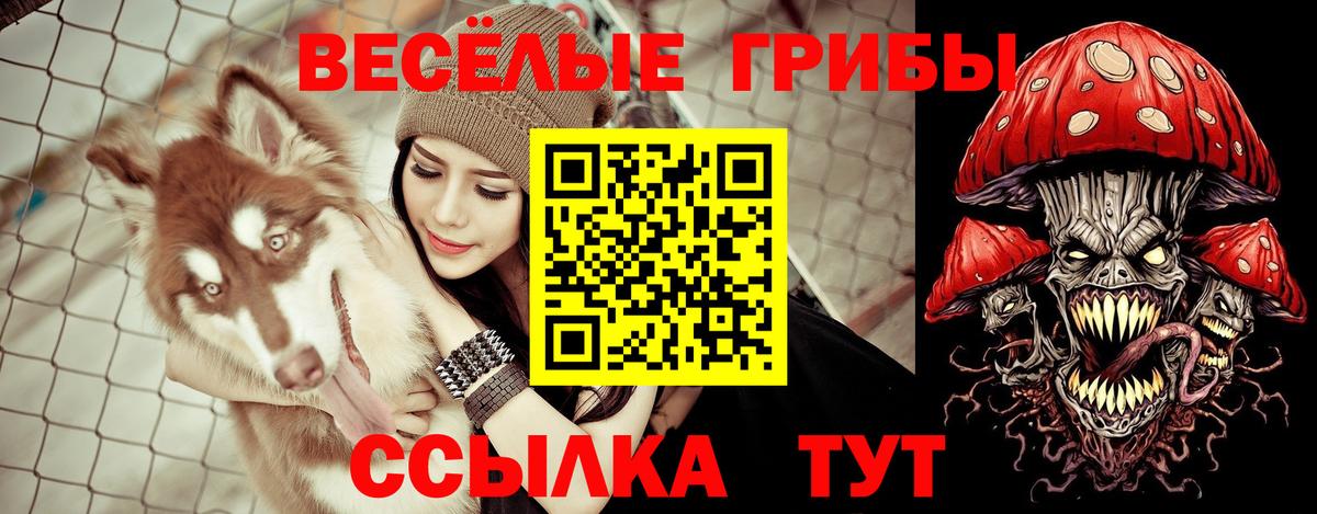 Псилоцибиновые грибы Psilocybe  Вход с VPN  Новокузнецк 