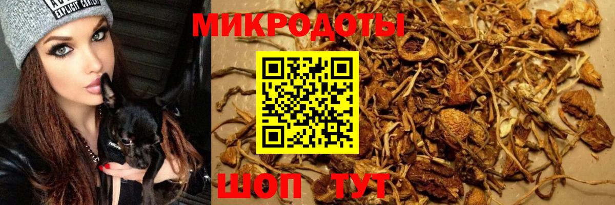 Псилоцибиновые грибы Psilocybine cubensis Новокузнецк